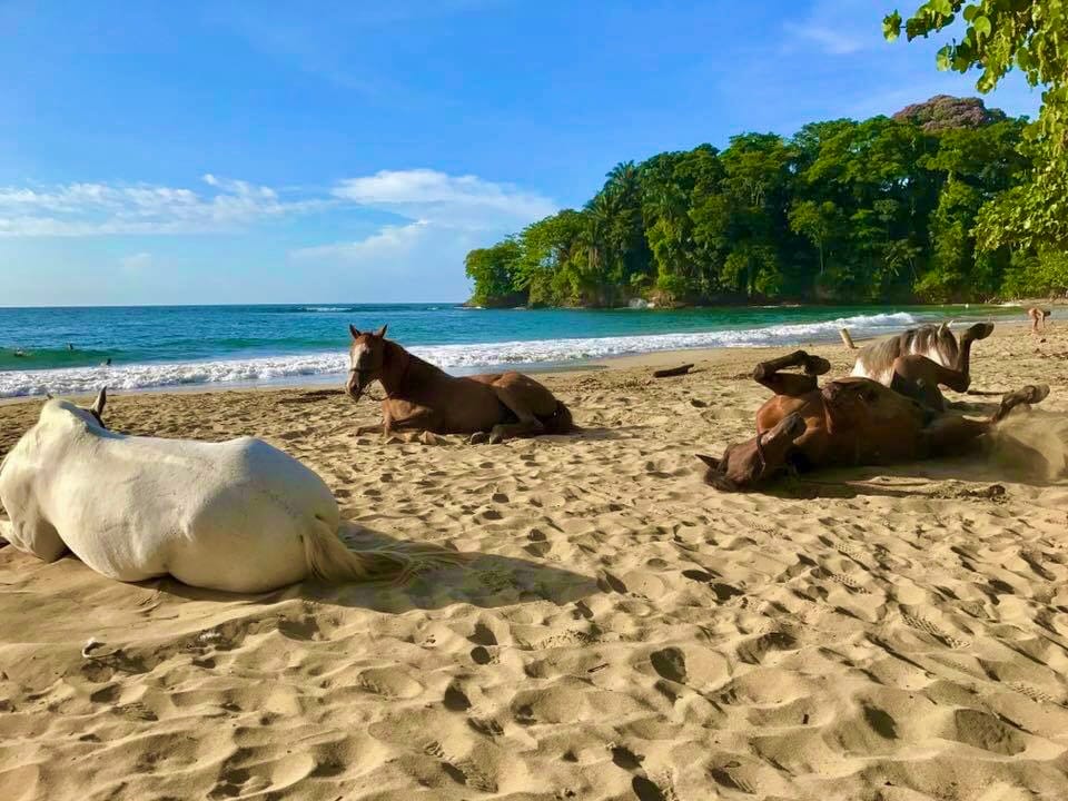 Rescued horses resting on the beach in Cocles, Puerto Viejo de Talamanca
