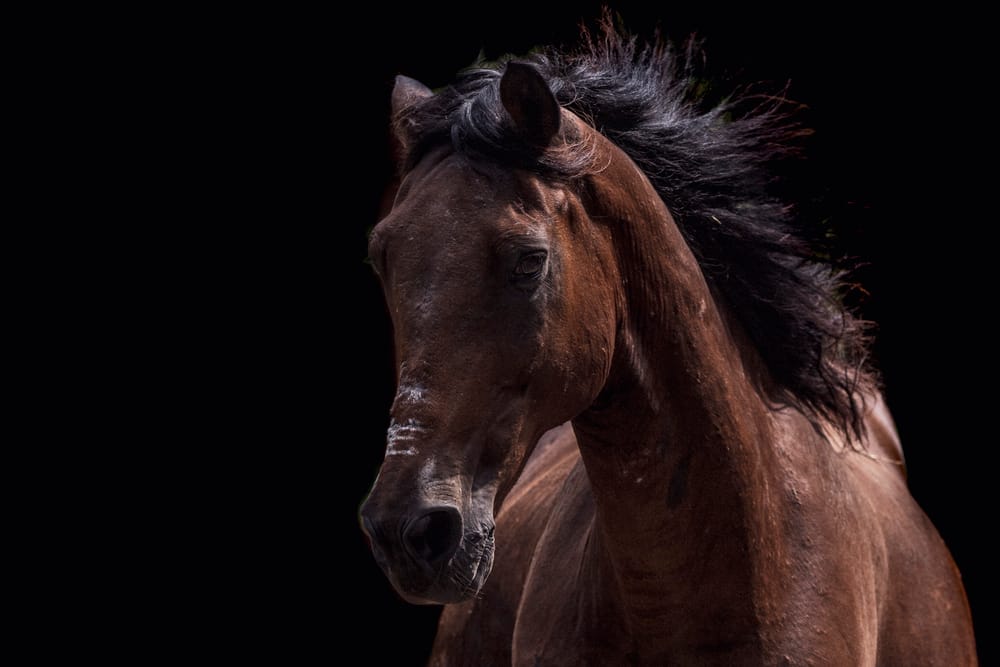 Bálsamo, a rescued horse in our care