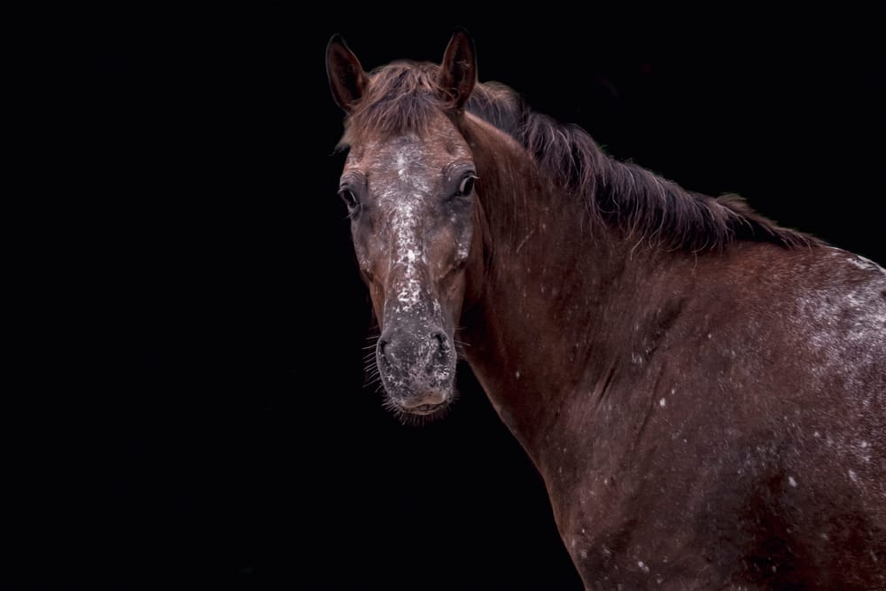 Eragon, a rescued horse in our care