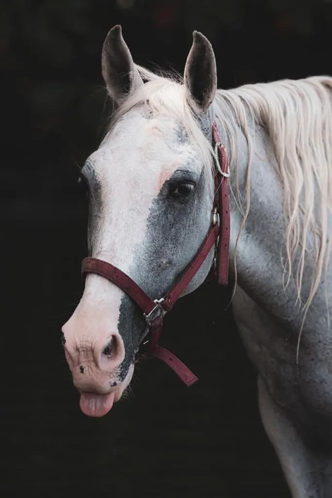Pachenco, a rescued horse in our care