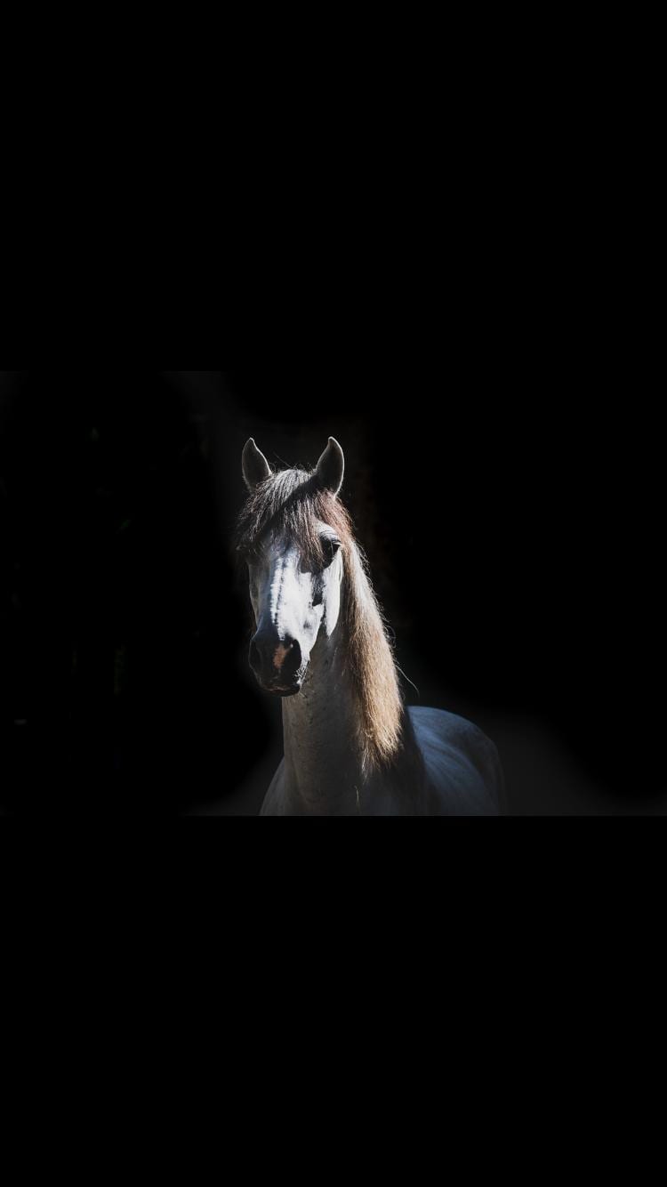 Polar, a rescued horse in our care